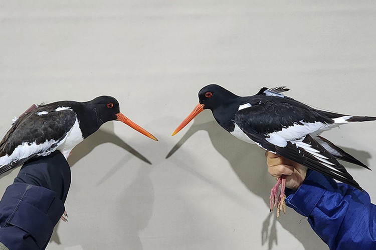 Poyraz kuşları "Maya" ve "Alp" uydu vericisiyle takibe alındı