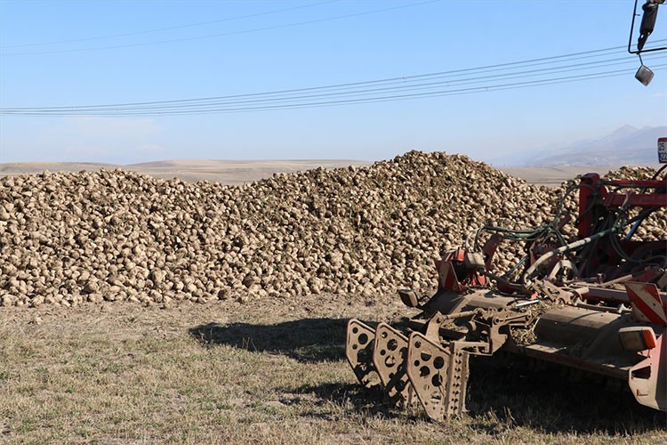 Erzurum'da şeker pancarının ekim alanı 5 yılda yüzde 35 arttı