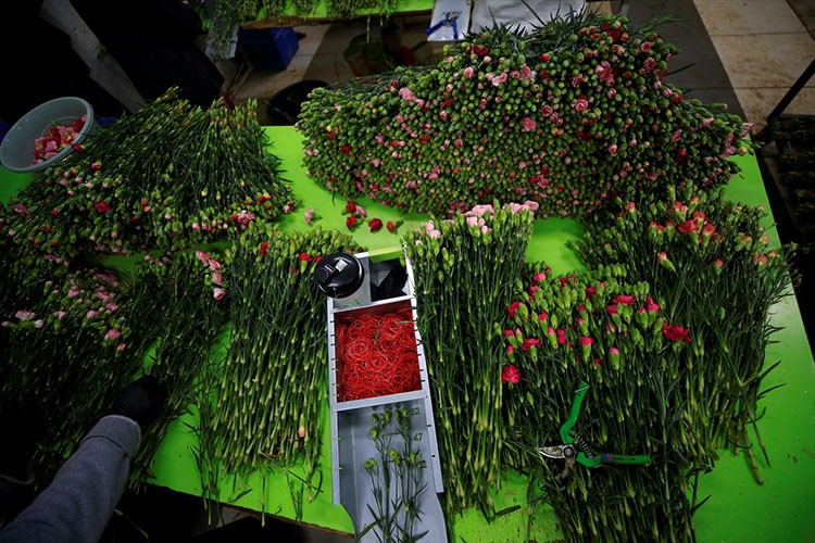 Yılbaşında dünyayı Türk çiçekleri süsleyecek