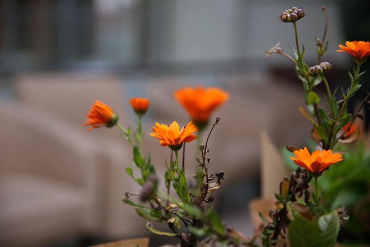 Rize'de "Süs Bitkileri Zirvesi" başladı