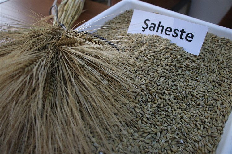 Üretime yeni nohut ve arpa tohumları kazandırıldı