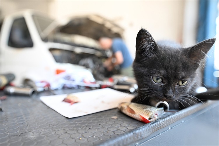 Tamire getirilen otomobilin motor kısmından çıkarılan kediyi usta sahiplendi