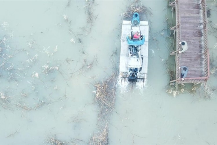 Efteni Kuş Cenneti sucul bitkilerden arındırılıyor