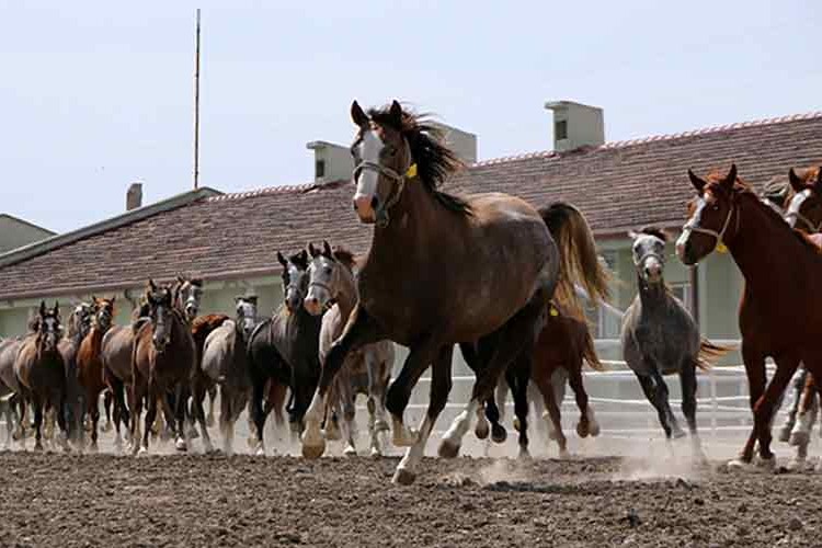 TİGEM 17 safkan Arap koşu tayı satacak