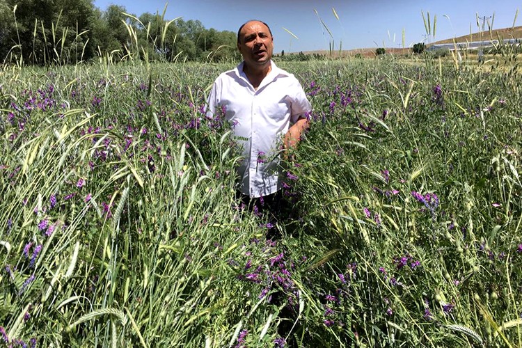 Alternatif yem bitkileri