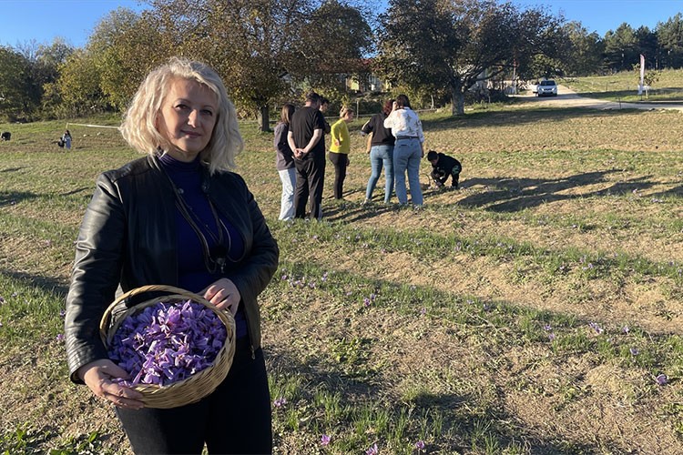 Karabük'te safran hasadı devam ediyor