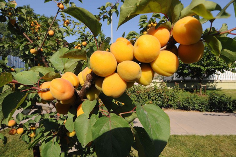 Hedef pazar Uzak Doğu