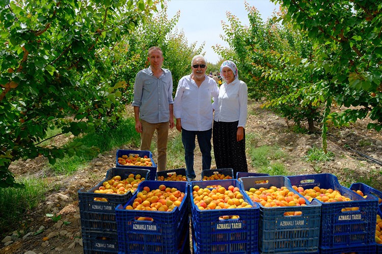 Mersin'de tescilli Mut kayısısında hasat mesaisi sürüyor