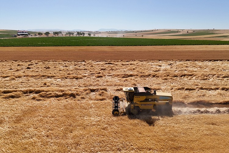 Arpa ve buğday tohumlarının ekili olduğu tarlalarda hasat yapıldı