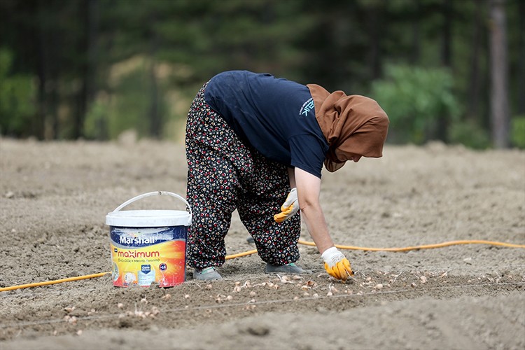 Karabük'te safran soğanı toprakla buluşuyor