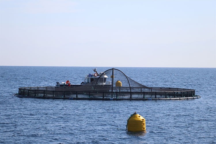 Adana'nın su ürünleri potansiyeli kafes balıkçılığıyla artacak
