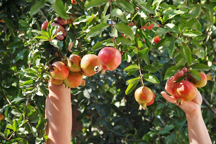 18 ton nar geri geldi