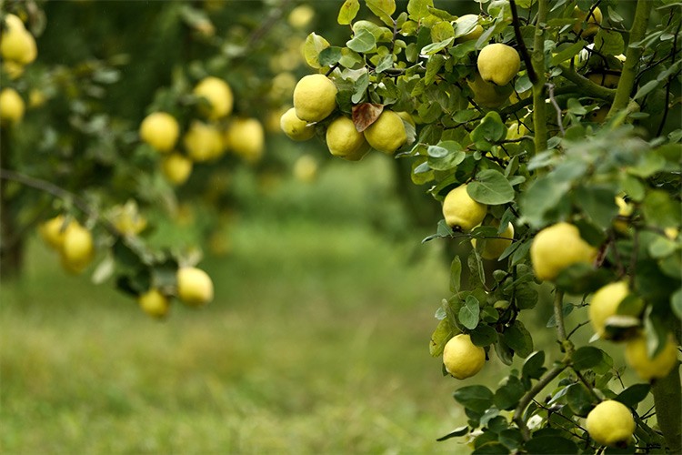 Geyve ayvası 35 ülkeye ihraç ediliyor