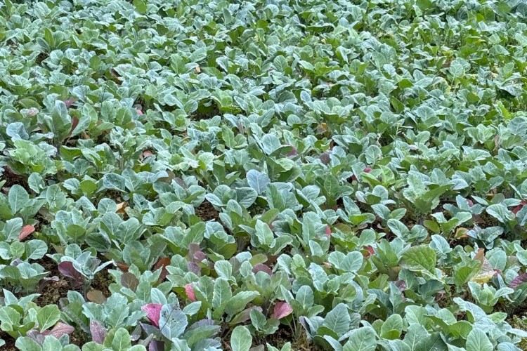 Karadeniz Ekonomisinin Görünmeyen Kahramanları