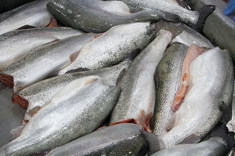 Türk somonu için 4 dilde tanıtım filmi hazırlandı