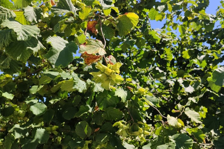 Fındıkta ilk veriler toplanıyor