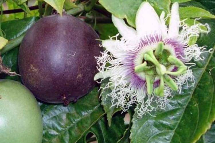 Tropikal Meyve Cenneti