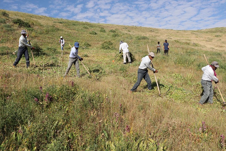 Dağlık araziler asırlık tırpanlarla imece usulü biçiliyor