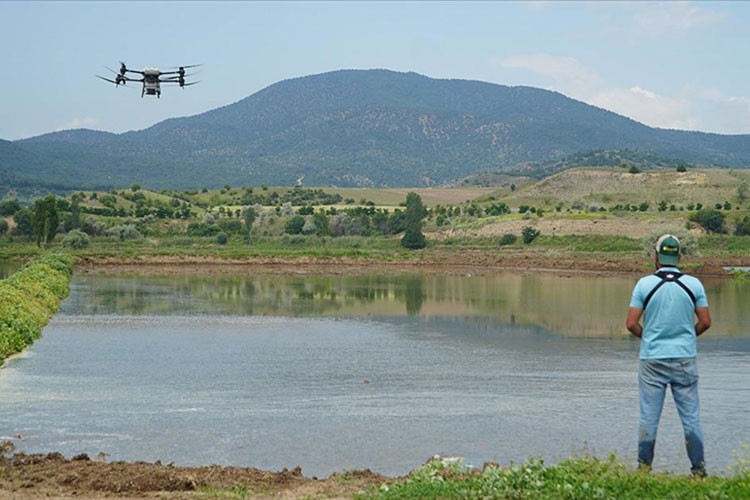 Osmancık'ta dronla çeltik ekimine başlandı