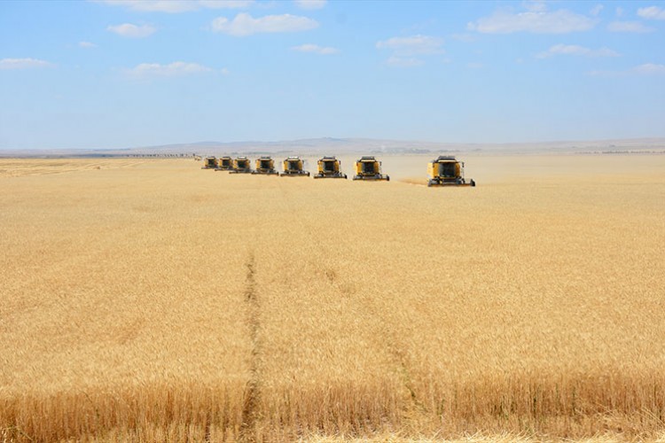 Malya Tarım İşletmesinde hububat verimini ikiye katladı
