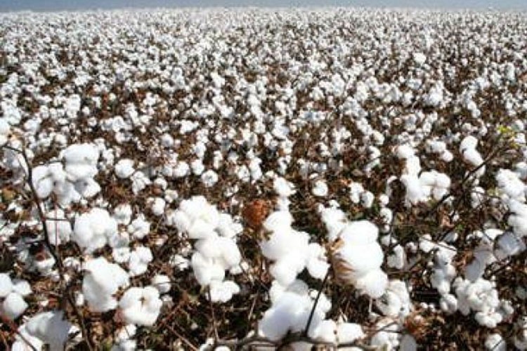 Pamuk fiyatları, yaklaşık 11 yılın zirvesini gördü