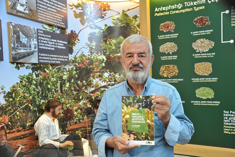 Antep fıstığında verim arttı