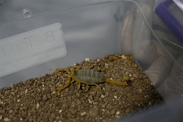 Yetiştirdiği akreplerden ayda 20 gram zehir elde ediyor