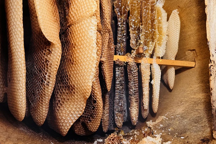 Coğrafi işaret tescilli Ayder balında hasat mesaisi