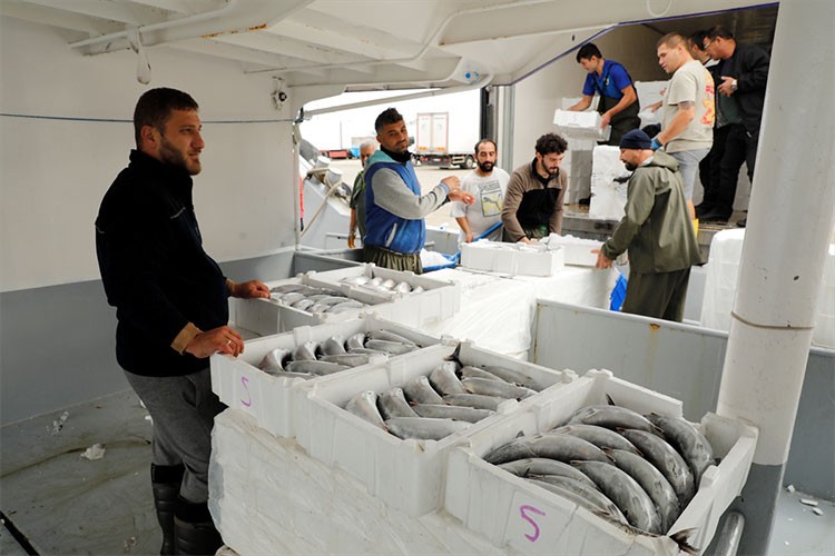 İri palamut Karadeniz'de balıkçının yüzünü güldürüyor