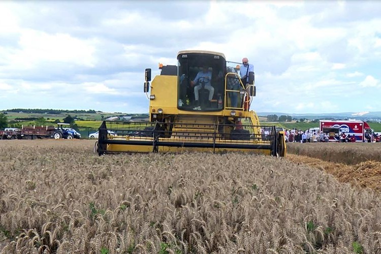 Yerli tohum çok verimli oldu