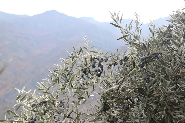 Erzurum'da "yetişmez" denilen zeytin geçim kaynakları oldu
