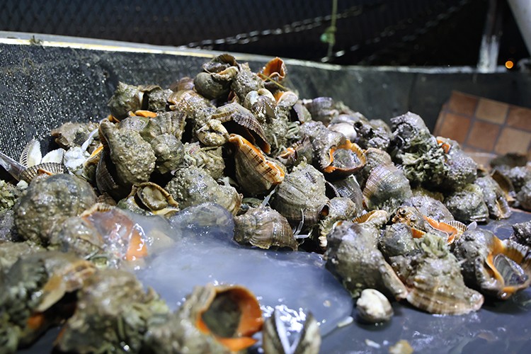 Deniz salyangozları Avrupa ve Uzak Doğu'ya ihraç ediliyor