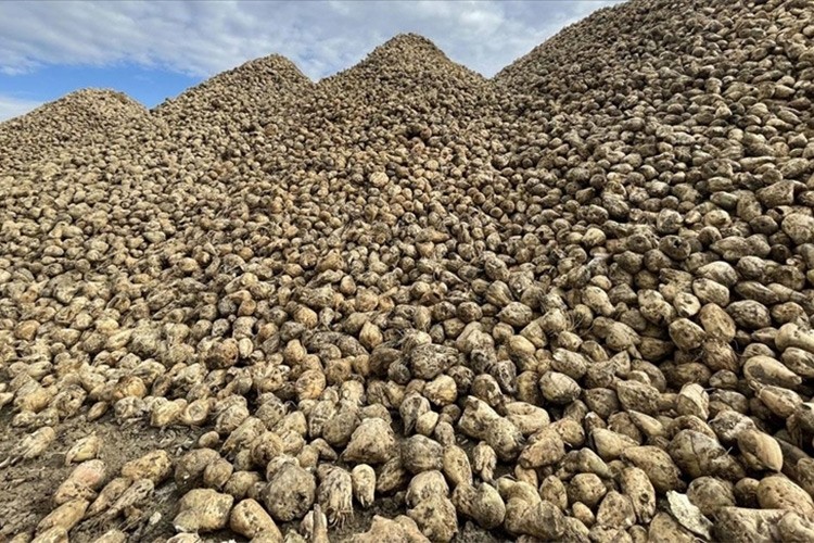 Şeker pancarının tonu 2 bin 375 lira olarak belirlendi