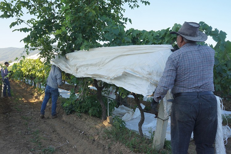 Bağlar beyaza büründü