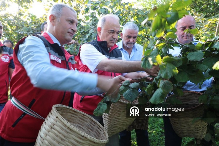 Ordu'da fındık hasadı başladı