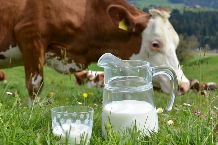 TİGEM, ihaleyle 74 bin 665 ton inek sütü satacak