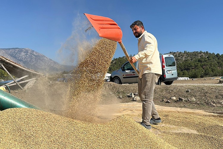 Güneşle kuruyan çeltikler harmanda