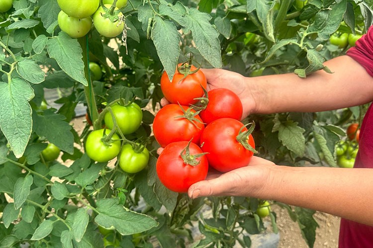 Yayla seralarında domates bolluğu