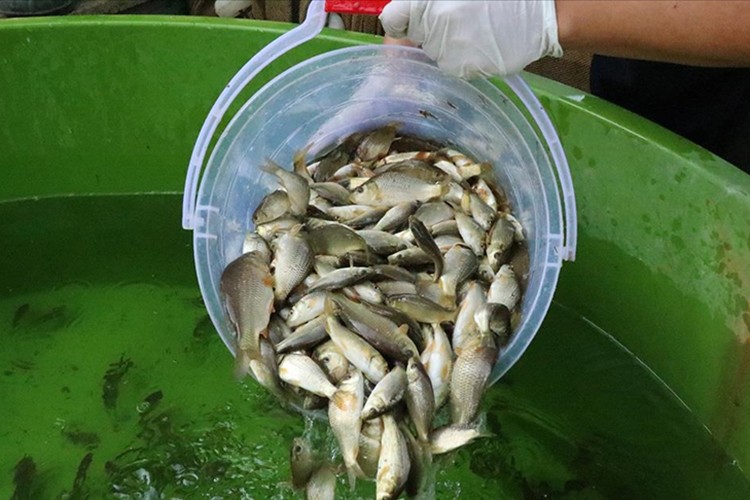 Balık üretiminde cumhuriyet tarihinin rekoru kırıldı