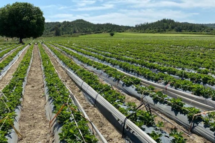 Tarımsal girdi fiyat endeksi kasımda arttı