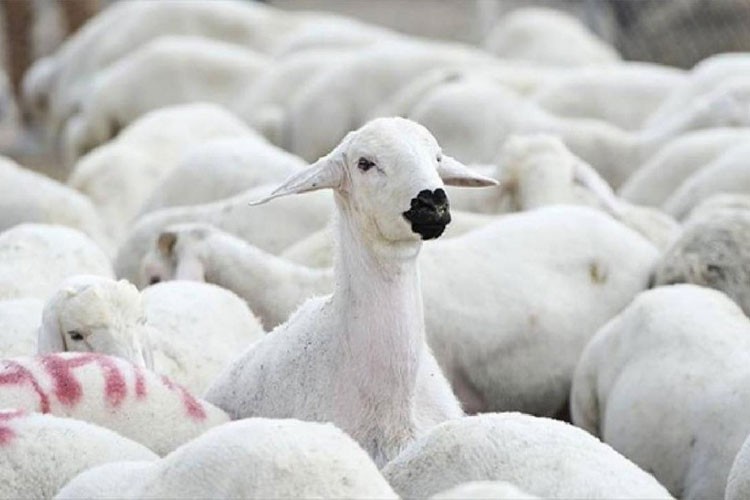 Hayvan yetiştiricileri, 2025'te tarımsal üretim seferberliği bekliyor