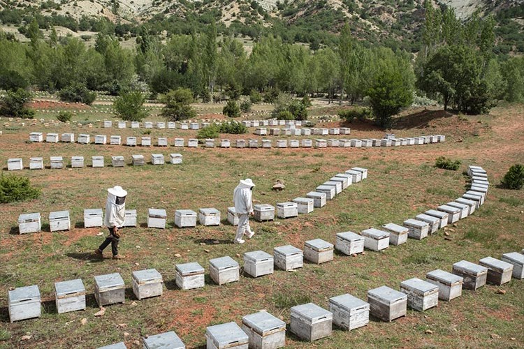 Ayçiçeğinin bal üretimini artırması bekleniyor