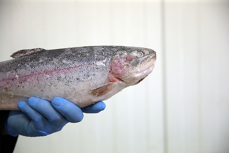 Rusya'dan büyük talep