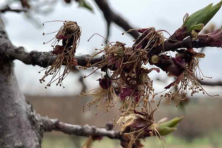 Depremler kayısı üreticilerinin "monilya hastalığına" karşı mücadelesini aksattı