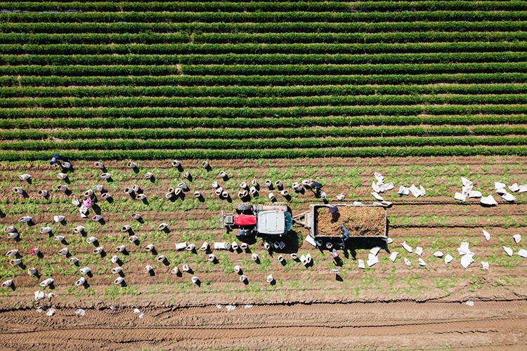 Hatay'da havuç hasadı başladı