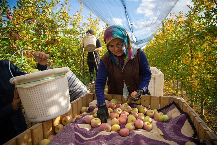 Karaman'da sezonun son elmaları özenle hasat ediliyor