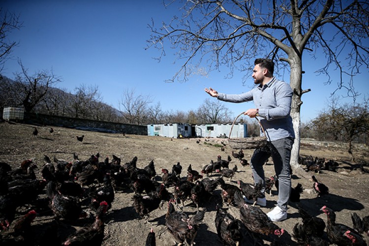 Tavuklarına "Mozart" dinletiyor