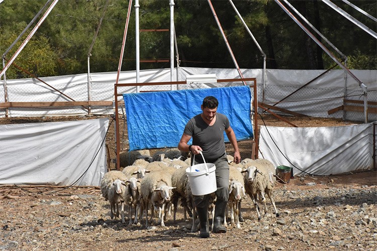 Et verimi yüksek yeni koyun ırkı geliştirdi