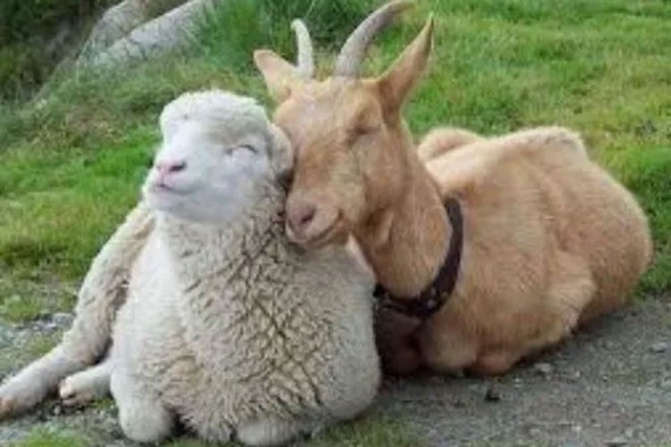 Koyun ve keçi sütünün tüketiminin artması için projeler