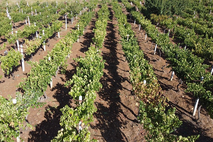 Küre köyünde bağcılık geleneği asırlardır yaşatılıyor